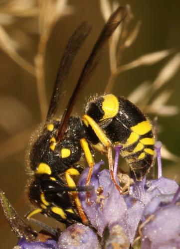 Ancistrocerus sp.